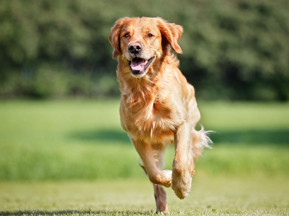 Golden Retreiver running_edited.jpg
