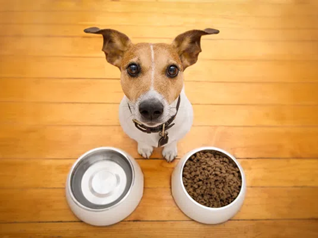 A-hungry-dog-looking-up-near-his-food-and-water-bowl.jpg.webp